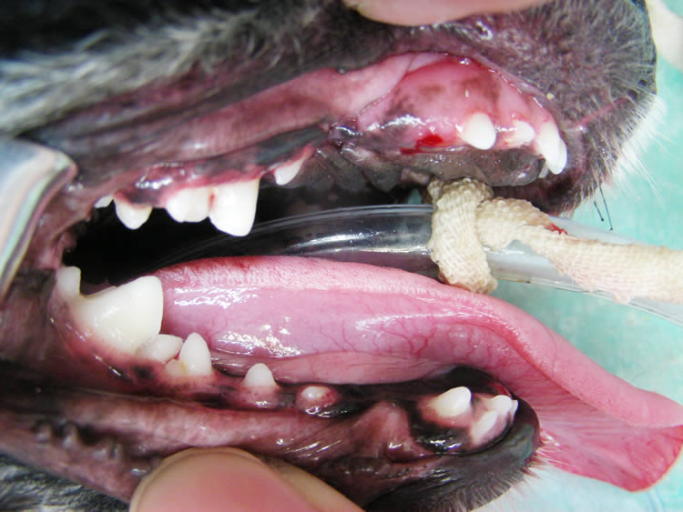 歯列異常の９ヶ月齢のチワワの症例